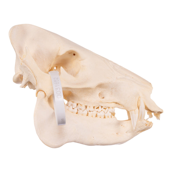 Real Peccary Skull