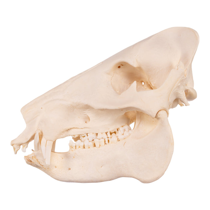 Real Peccary Skull