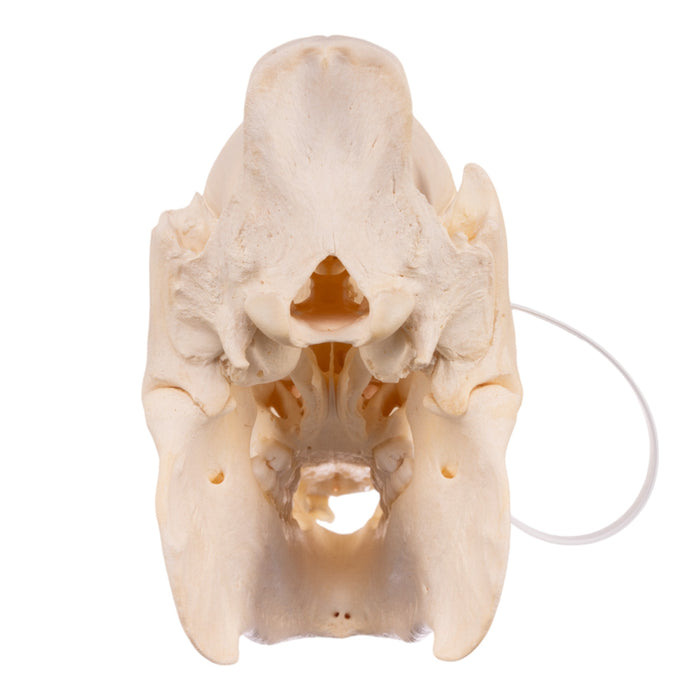 Real Peccary Skull