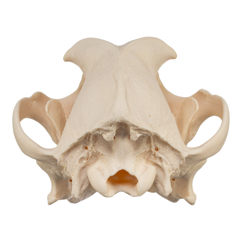 Real Domestic Dog Skull - Brachycephalic