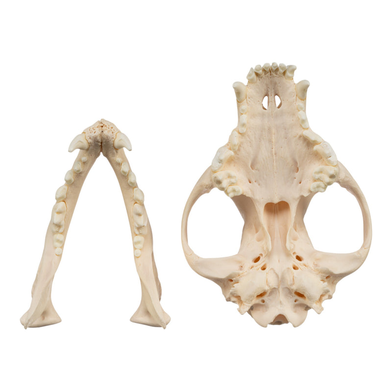 Real Domestic Dog Skull - Brachycephalic