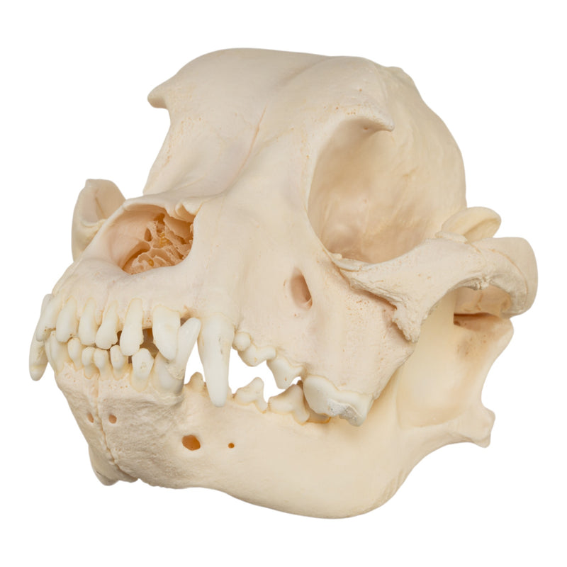Real Domestic Dog Skull - Brachycephalic, Pathology