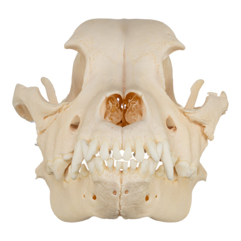 Real Domestic Dog Skull - Brachycephalic, Pathology