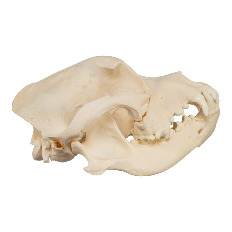 Real Domestic Dog Skull - Brachycephalic, Pathology