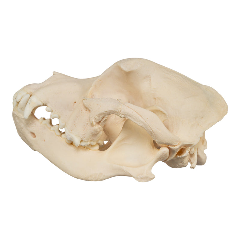 Real Domestic Dog Skull - Brachycephalic, Pathology