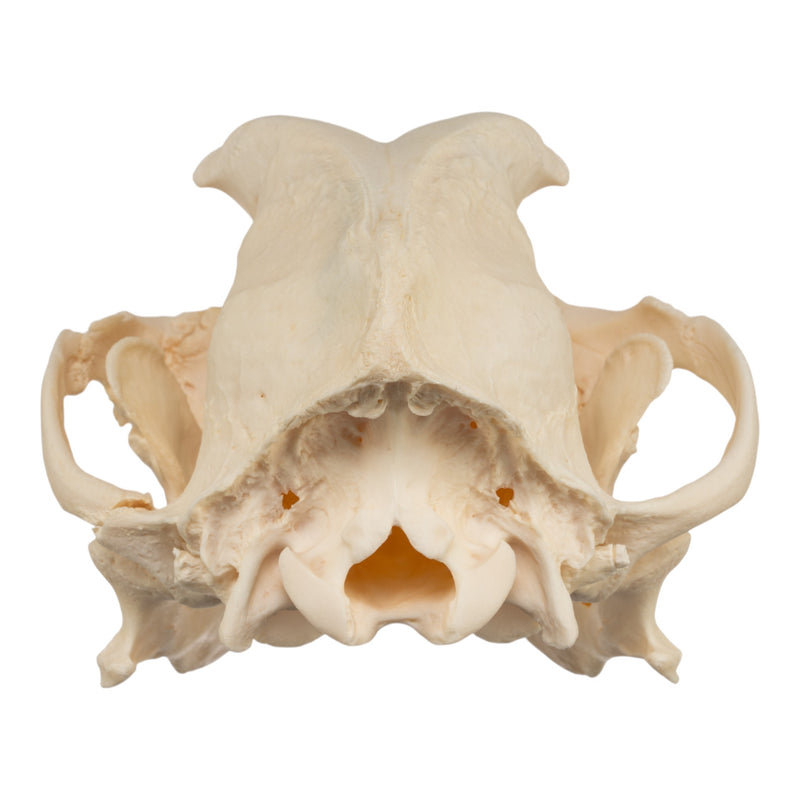 Real Domestic Dog Skull - Brachycephalic, Pathology