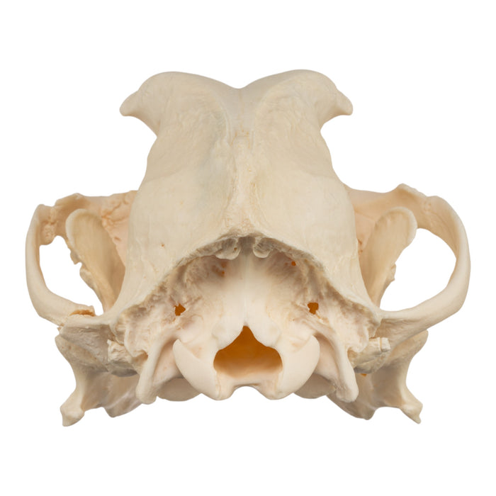 Real Domestic Dog Skull - Brachycephalic, Pathology
