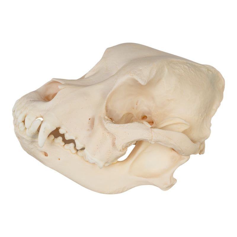 Real Domestic Dog Skull - Brachycephalic, Pathology