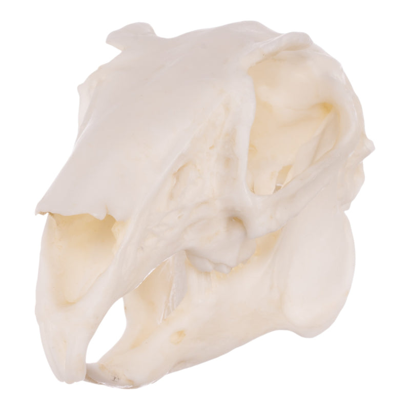 Replica Rabbit Skull