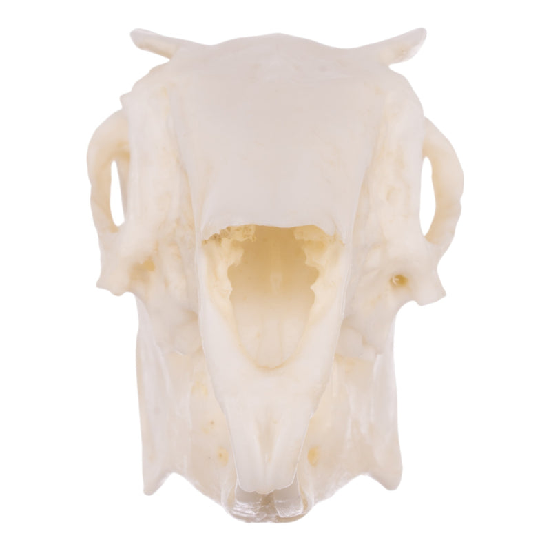 Replica Rabbit Skull