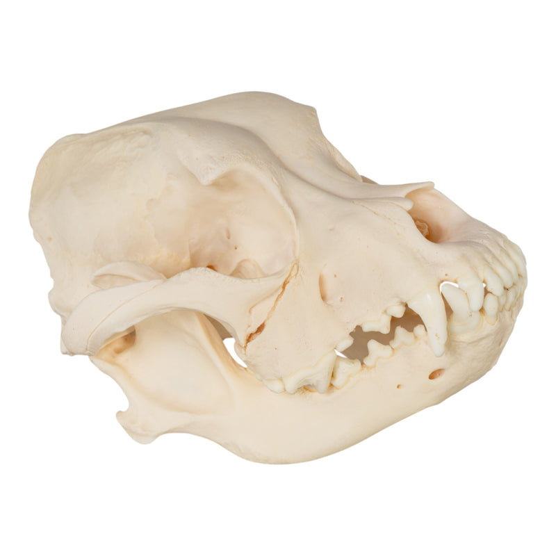 Real Domestic Dog Skull - Brachycephalic, Pathology