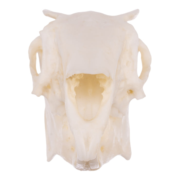 Stuffed Rabbit Skull Replica Rabbit Skull For Sale — Skulls Unlimited International, Inc.