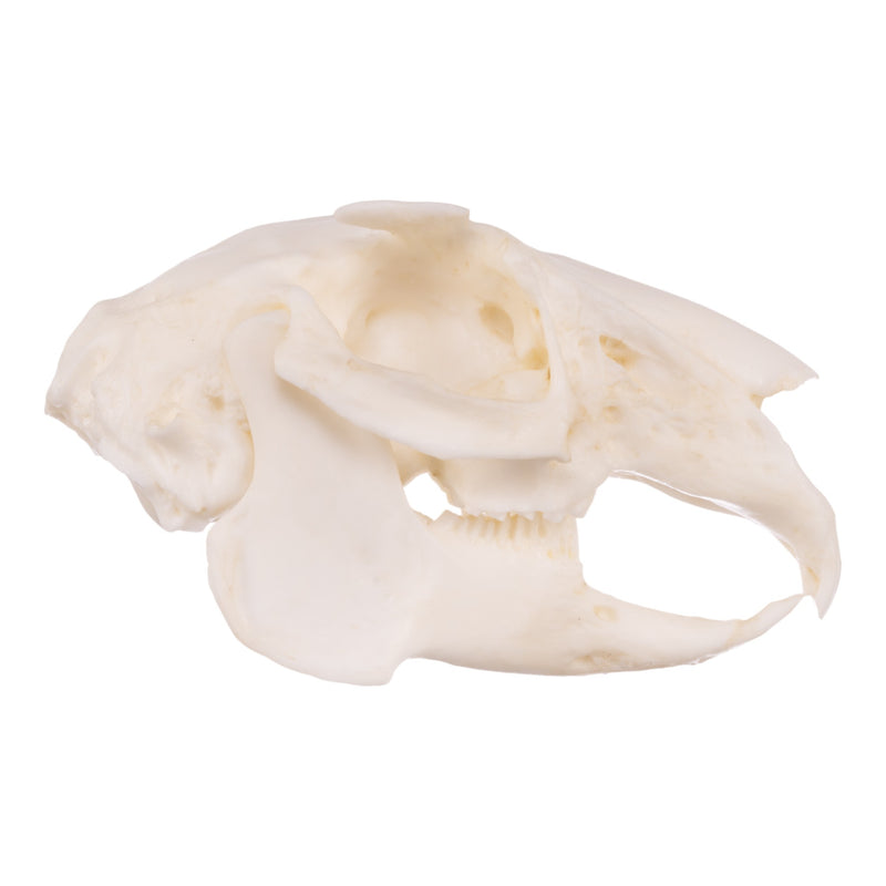 Replica Rabbit Skull