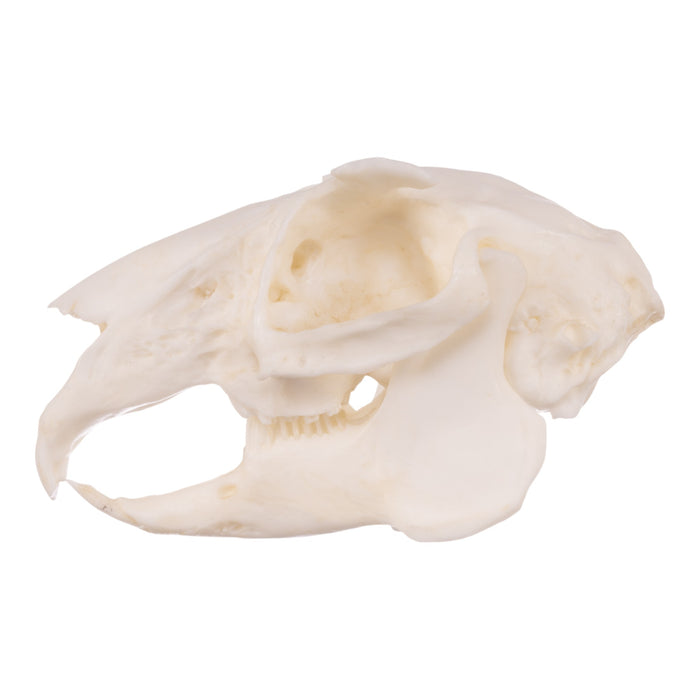 Stuffed Rabbit Skull Replica Rabbit Skull For Sale — Skulls Unlimited International, Inc.