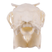 Replica Rabbit Skull