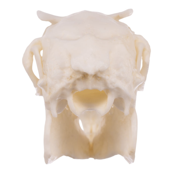 Stuffed Rabbit Skull Replica Rabbit Skull For Sale — Skulls Unlimited International, Inc.