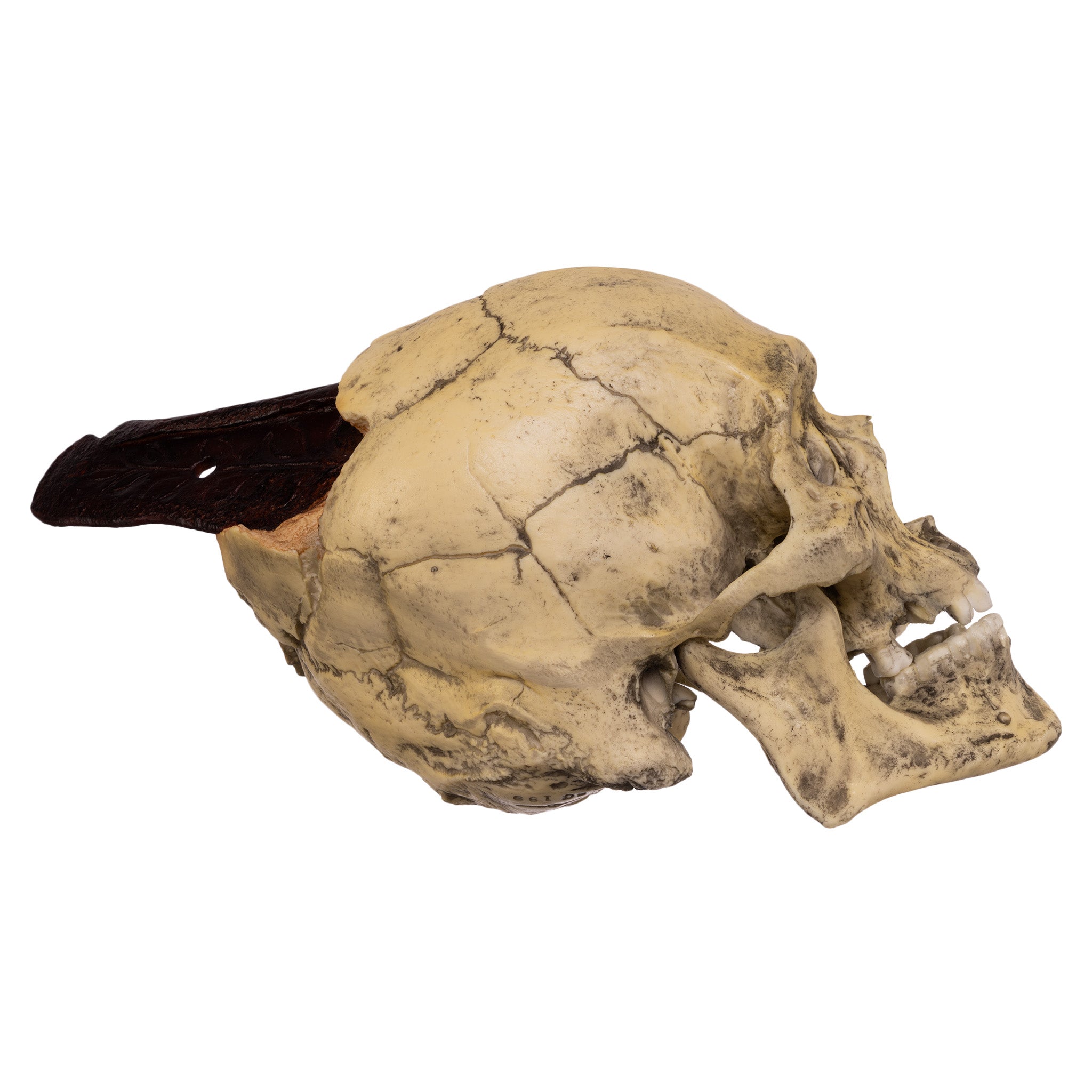 Replica Spanish Conquistador Human with Broad Ax Trauma Skull For