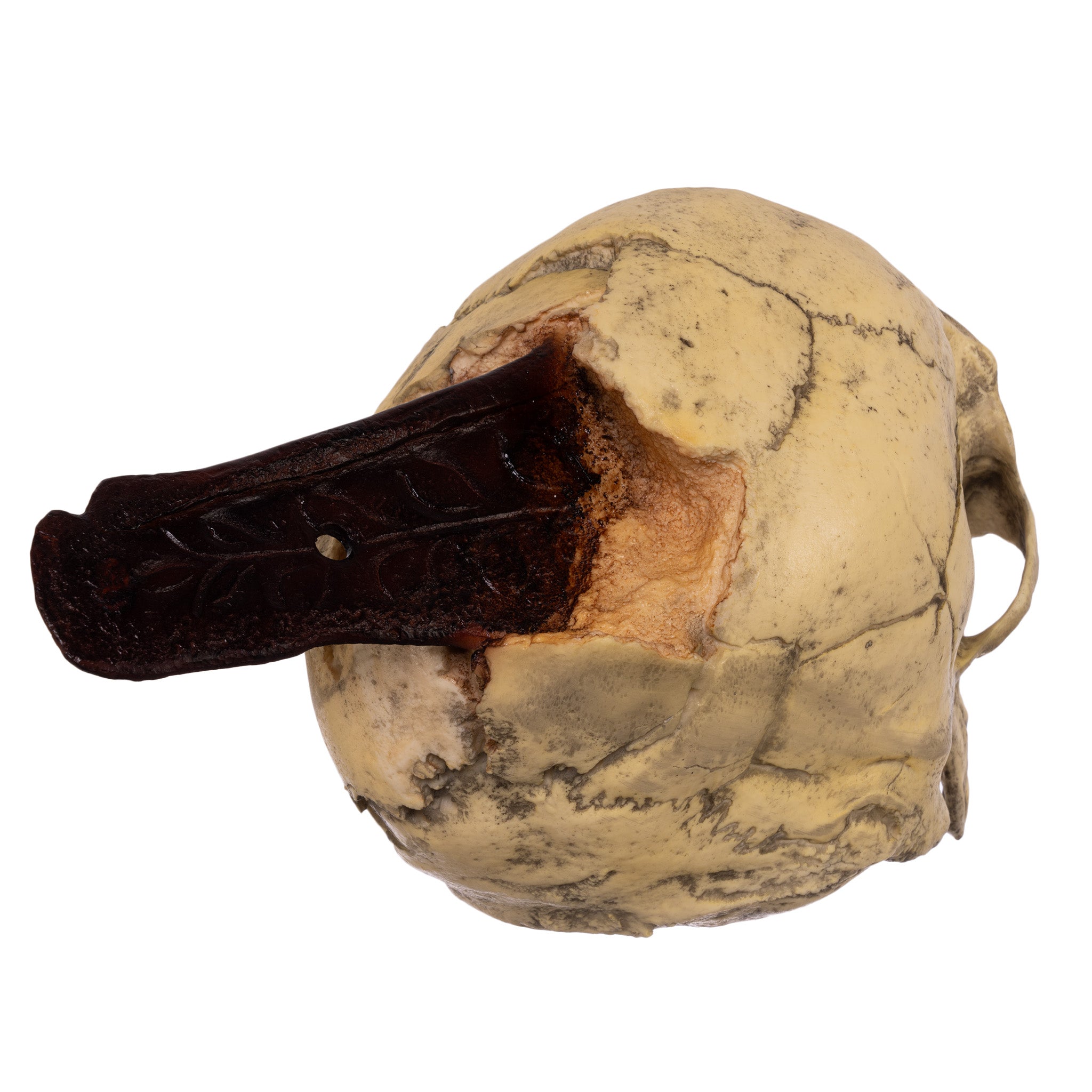 Replica Spanish Conquistador Human with Broad Ax Trauma Skull For