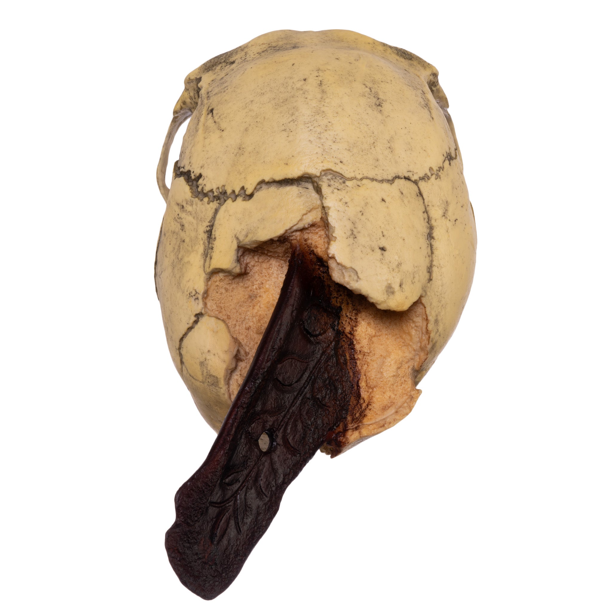 Replica Spanish Conquistador Human with Broad Ax Trauma Skull For