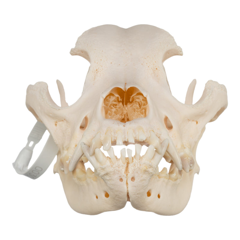 Real Domestic Dog Skull - Mastiff