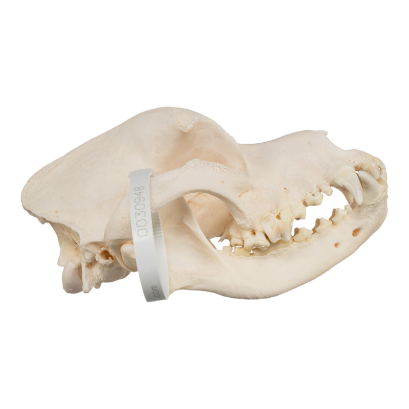 Real Domestic Dog Skull - Mastiff