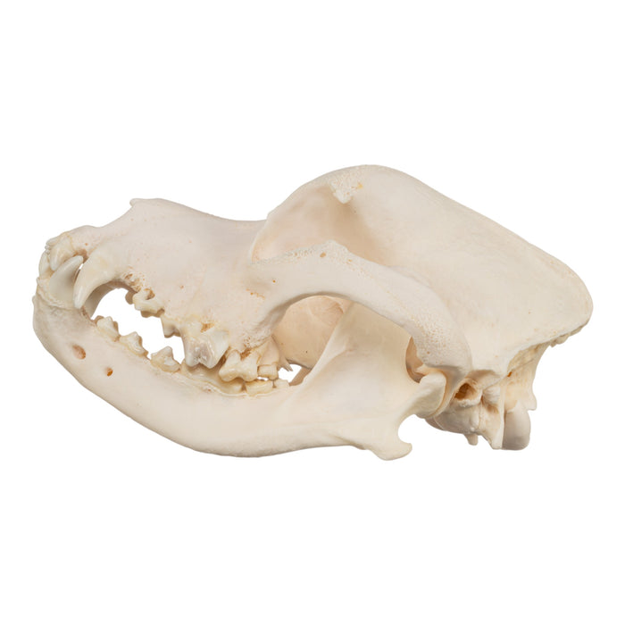 Real Domestic Dog Skull - Mastiff