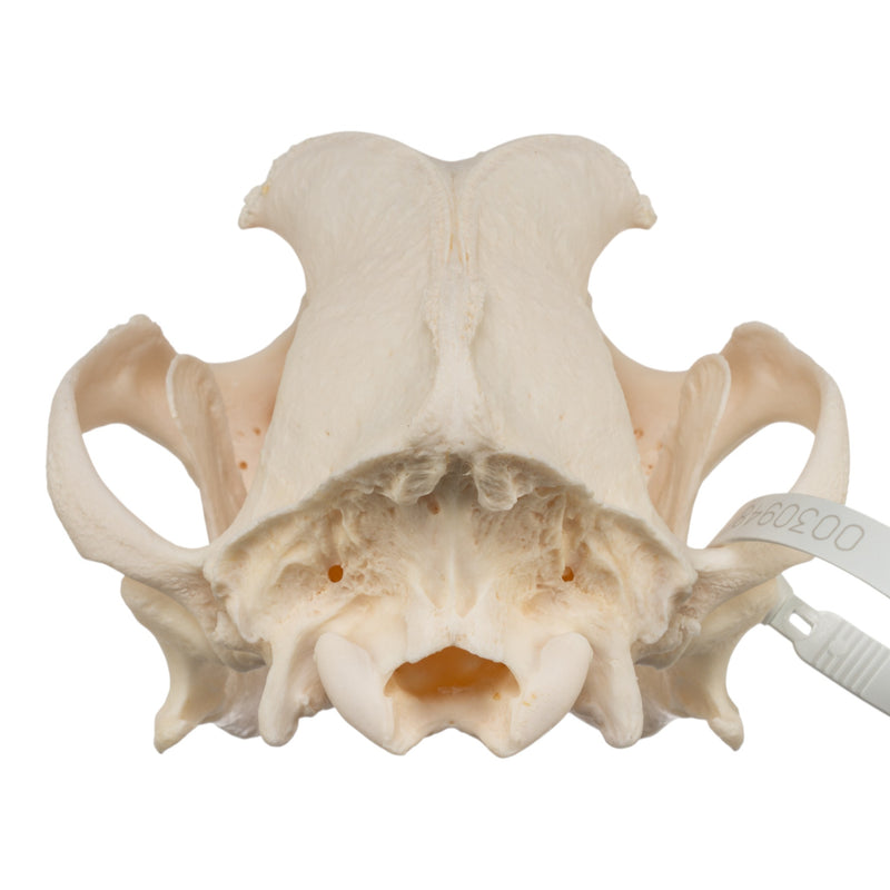 Real Domestic Dog Skull - Mastiff