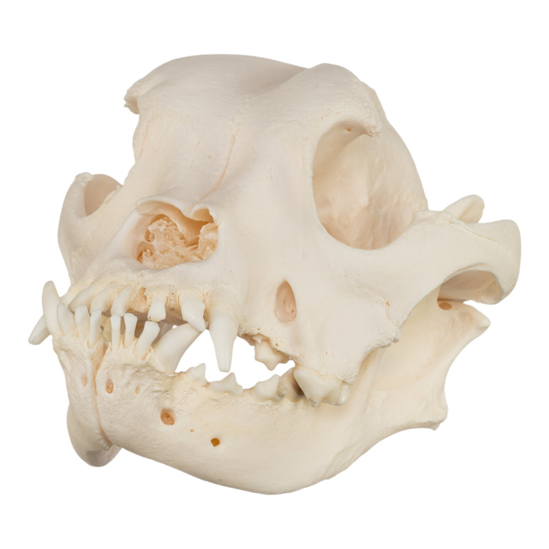 Real Domestic Dog Skull - Brachycephalic