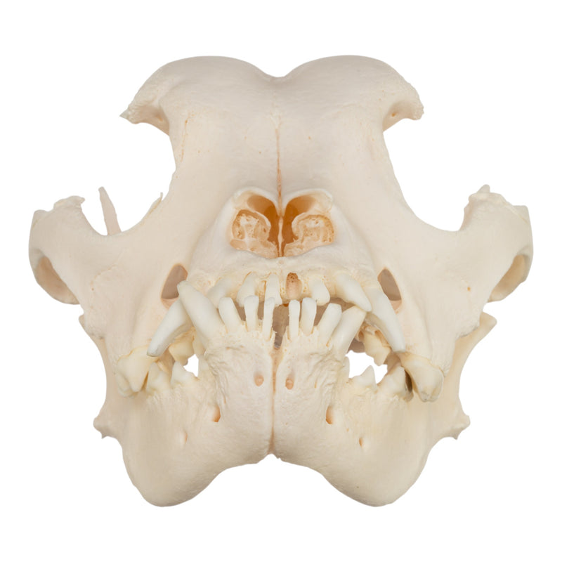 Real Domestic Dog Skull - Brachycephalic