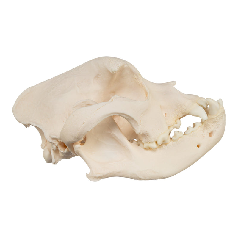 Real Domestic Dog Skull - Brachycephalic