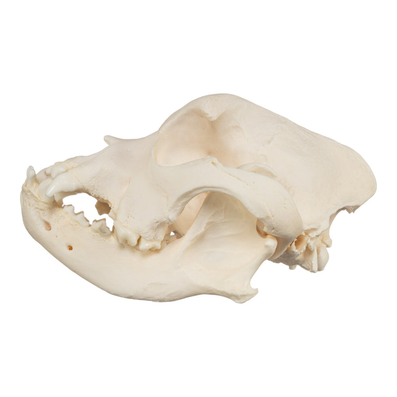 Real Domestic Dog Skull - Brachycephalic