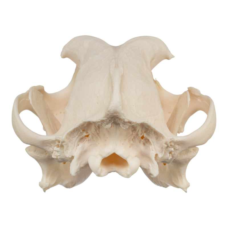 Real Domestic Dog Skull - Brachycephalic