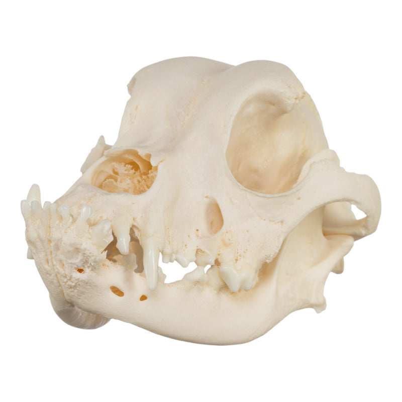 Real Domestic Dog Skull - Brachycephalic