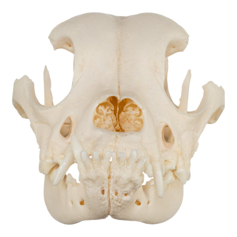 Real Domestic Dog Skull - Brachycephalic