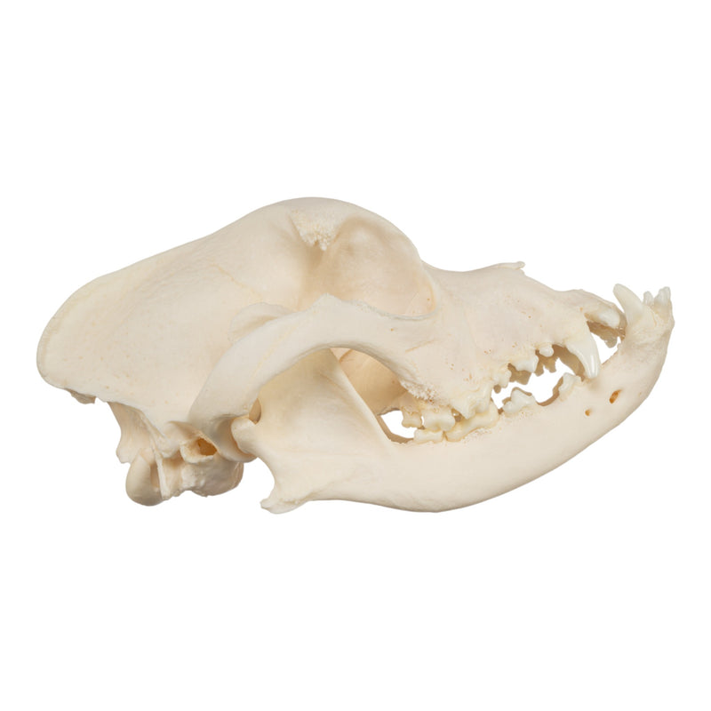 Real Domestic Dog Skull - Brachycephalic
