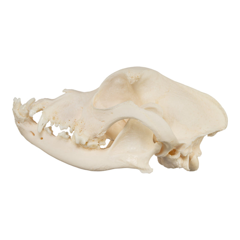 Real Domestic Dog Skull - Brachycephalic