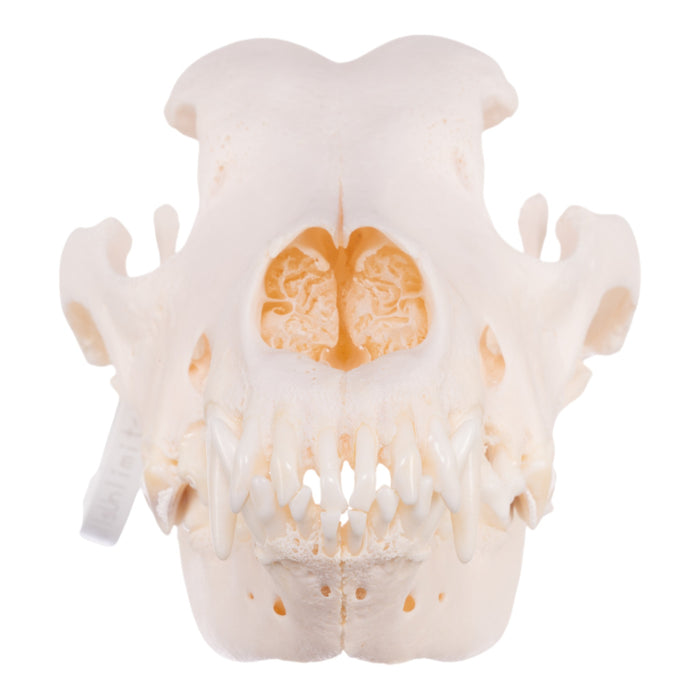 Real Domestic Dog Skull - Great Dane (Periodontal)