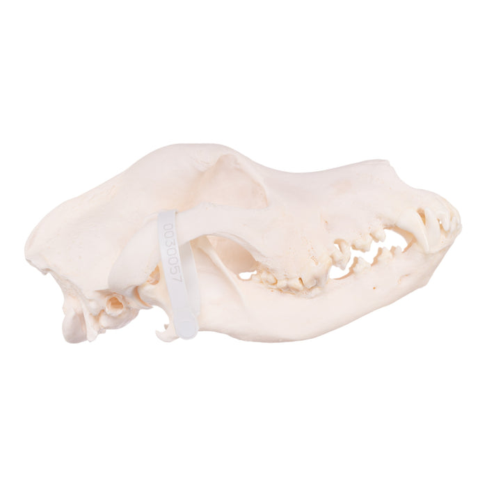 Real Domestic Dog Skull - Great Dane (Periodontal)