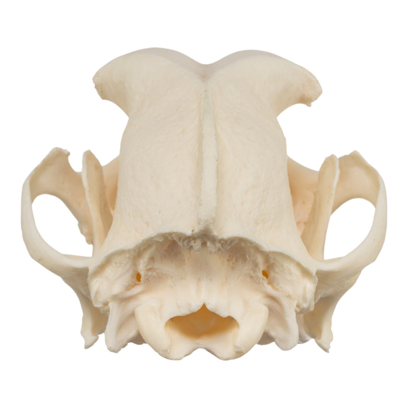 Real Domestic Dog Skull - Brachycephalic