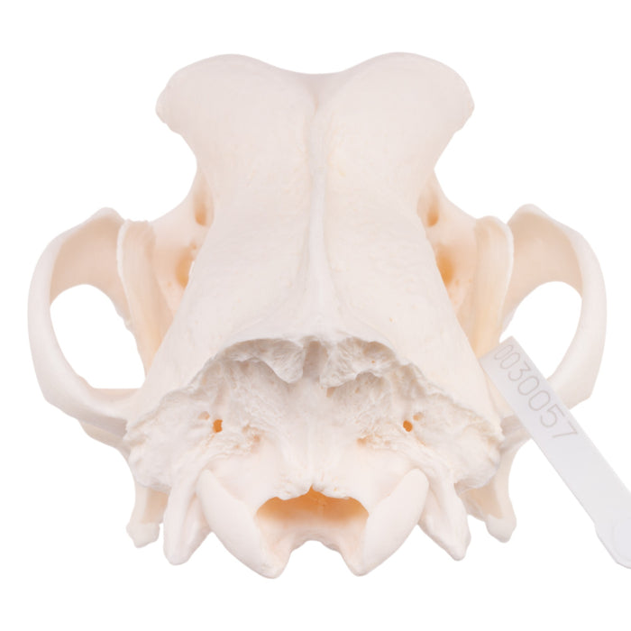 Real Domestic Dog Skull - Great Dane (Periodontal)