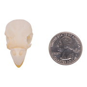 Real Parrot Skull