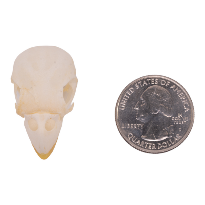 Real Parrot Skull