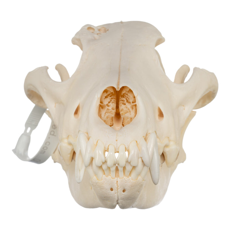 Real Gray Wolf Skull - Pathology