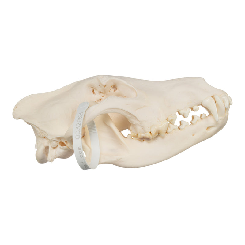 Real Gray Wolf Skull - Pathology