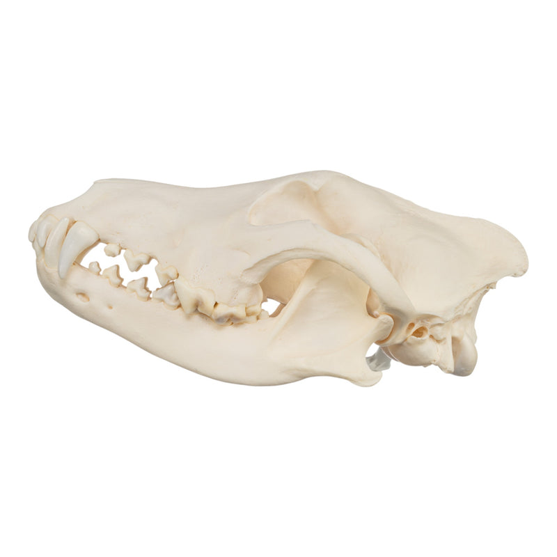 Real Gray Wolf Skull - Pathology