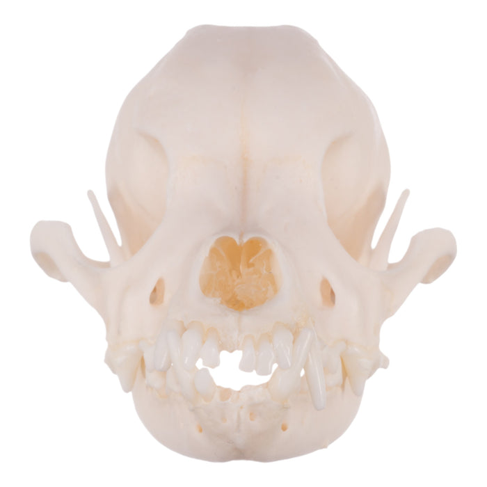 Real Domestic Dog Skull - Chihuahua