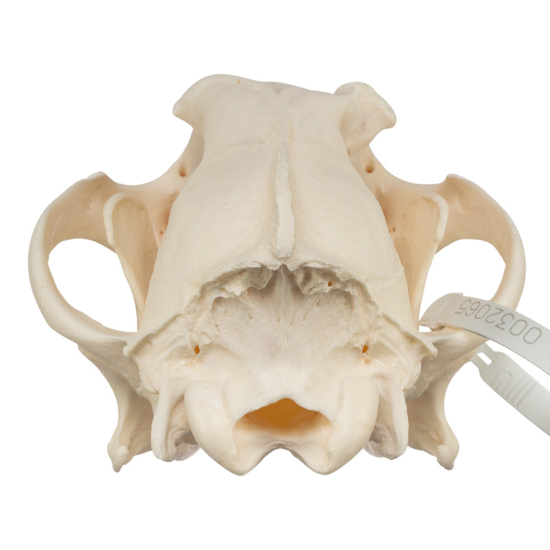 Real Gray Wolf Skull - Pathology