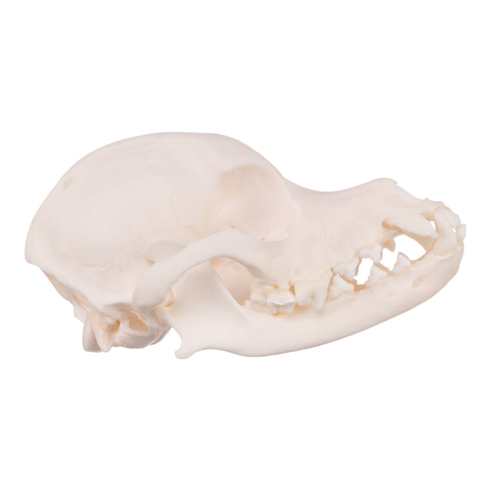 Real Domestic Dog Skull - Chihuahua