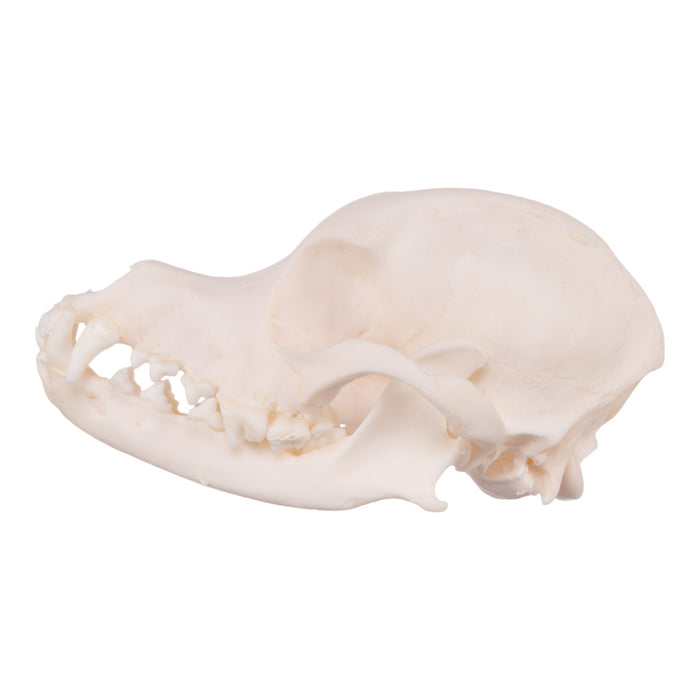 Real Domestic Dog Skull - Chihuahua