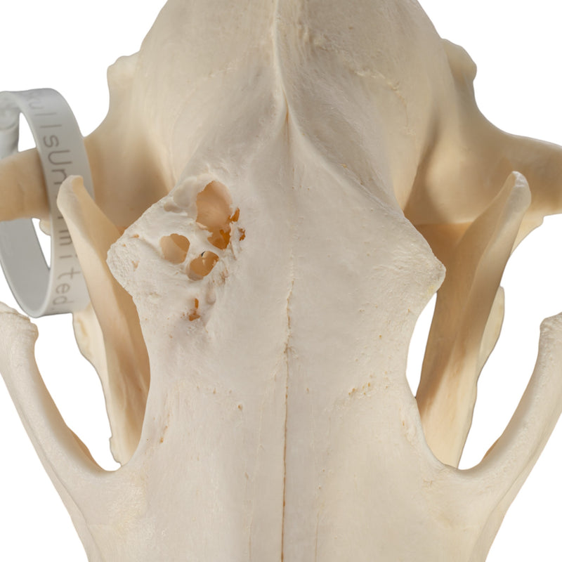 Real Gray Wolf Skull - Pathology